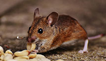 24 Hour & Emergency Exterminators in Blue Shield, PA